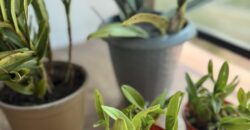 🏡 APARTAMENTOS À VENDA NO AKRÓPOLLIS 🏢