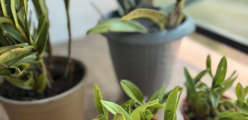 🏡 APARTAMENTOS À VENDA NO AKRÓPOLLIS 🏢